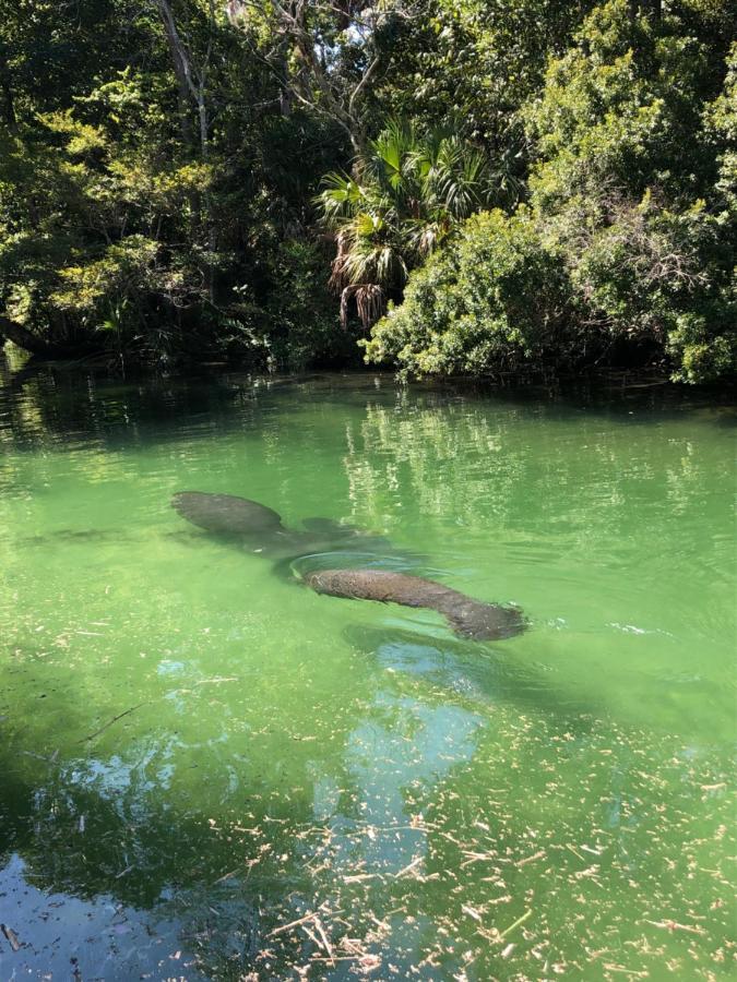Cozy Cottage River House Weeki Wachee Buitenkant foto